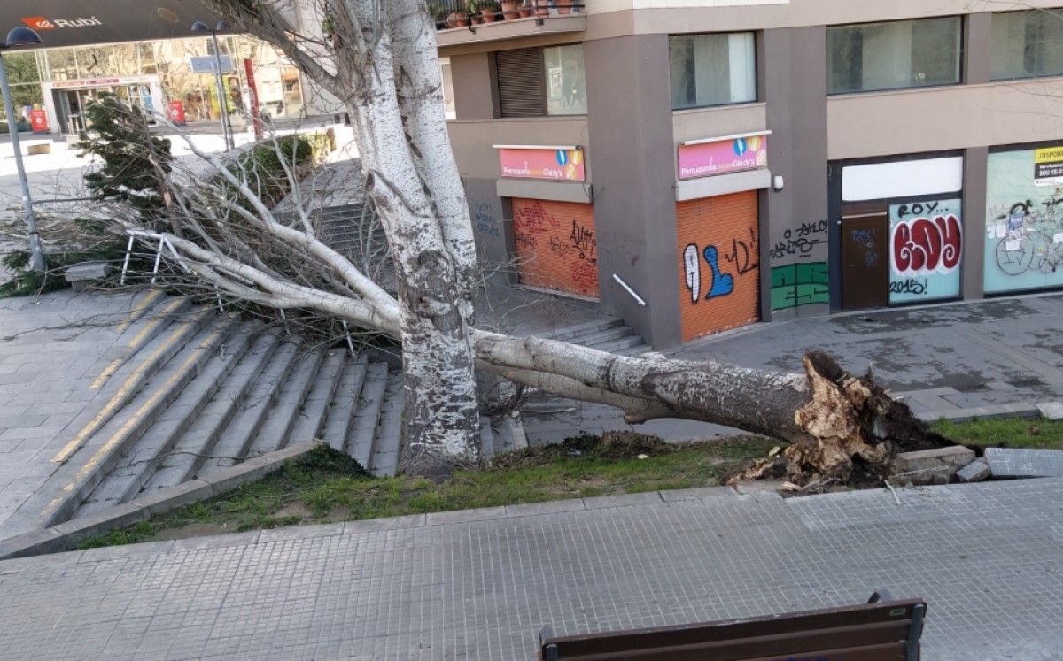 Cau un arbre de grans dimensions a Rubí pel fort vent