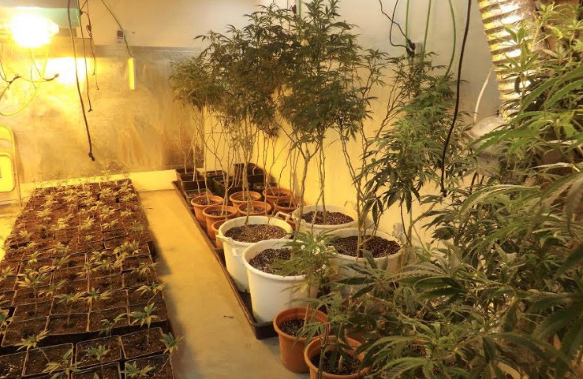 Plantació de marihuana desmantellada a Viladecavalls. 