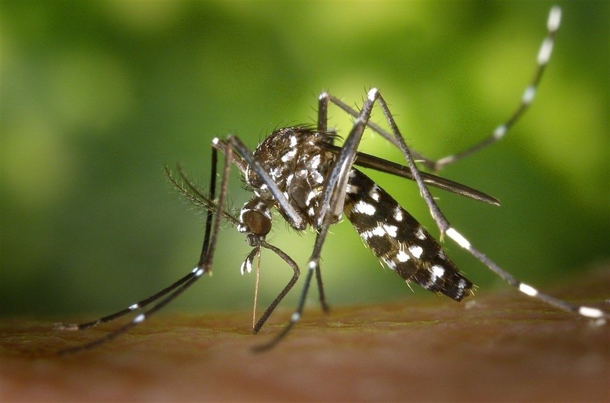 El mosquit tigre (Aedes albopictus)