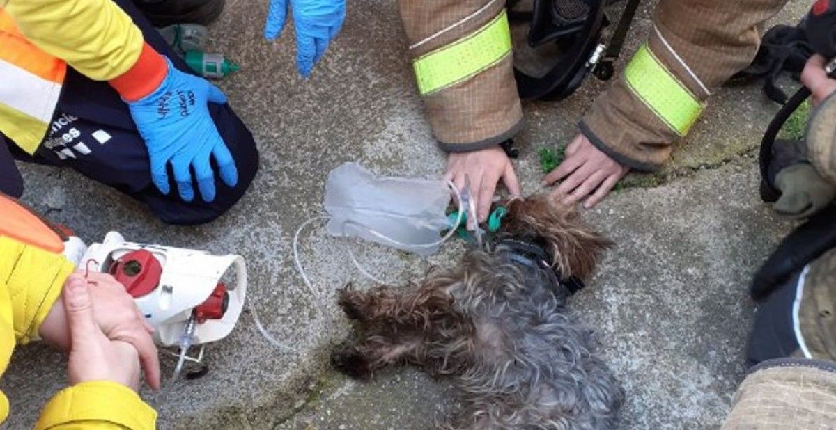 Els Bombers reanimen un gos que havia quedat atrapat en un incendi a Cerdanyola